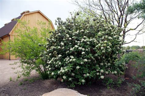 Alleghany Viburnum Viburnum X Rhytidophylloides Plant Select Sun To