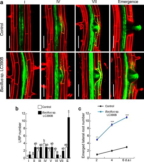 Lateral Root Primordia Developmental Stages Monitored Via Dr5 Gfp