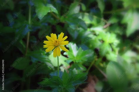 Beautiful flower backdrop with blurry background Stock Photo | Adobe Stock