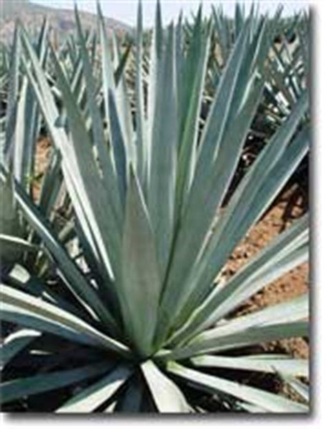 Vida Y Salud Natural Edulcorante Y Prebi Tico Jarabe De Agave