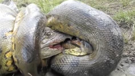 Vídeo mostra batalha entre anaconda e jacaré que termina de forma