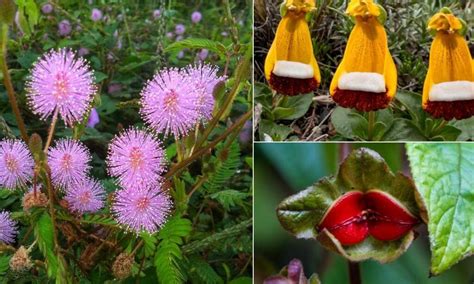 Las plantas más conocidas descubre cuáles son