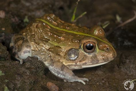 Pyxicephalus Edulis African Bullfrog NICOLAU ECOLOGY