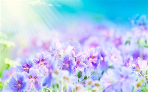 Purple Flower Backgrounds (60+ pictures) - WallpaperSet