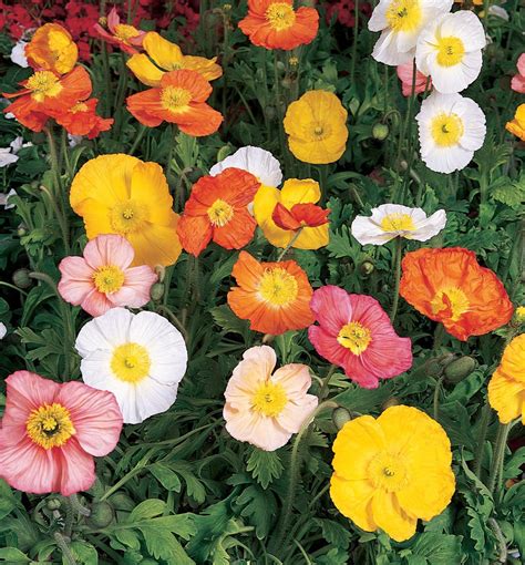 Champagne Bubbles Iceland Poppy Mix Natorps Online Plant Store