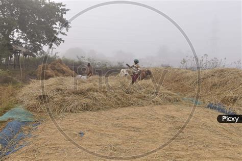 Image Of Assam Farmers Harvesting Paddy On An Foggy Winter Morning In