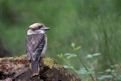 Riendo Kookaburra Pájaro Animal Foto gratis en Pixabay