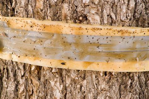 12 Common Tree Diseases In Australia Home Services Blog By North Shore Tree Services