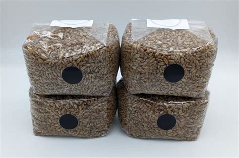 4 PACK 1lb Organic Rye Berries Mushroom Grain Spawn Bags W Injection