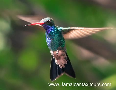 What Jamaican Birds are at Rocklands bird sanctuary Tour