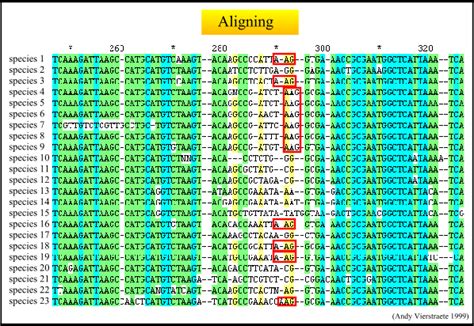 Sequence Alignment