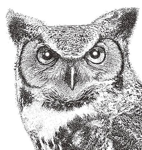 Great Horned Owls Clip Art Illustrations Royalty Free Vector Graphics