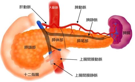 膵臓 - Pancreas - JapaneseClass.jp