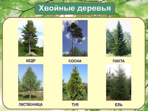 Деревья ростовской области фото с названиями и описанием