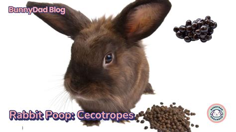 Rabbit Poop: Cecotropes – GuineaDad