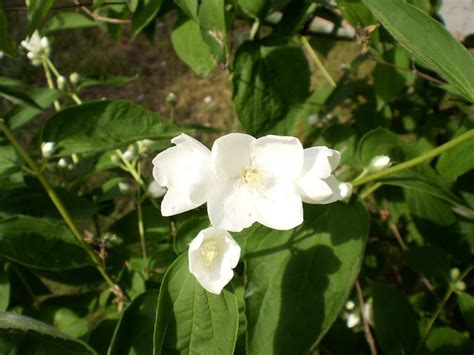 Чубушник (110+ Фото) — Описание, Виды, Посадка, Уход +Отзывы