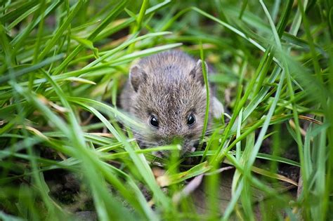 Types of Mice in the UK - How to Tell Different Varieties of Mice