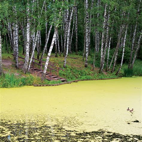 Treat & Control Duckweed - The Pond Guy