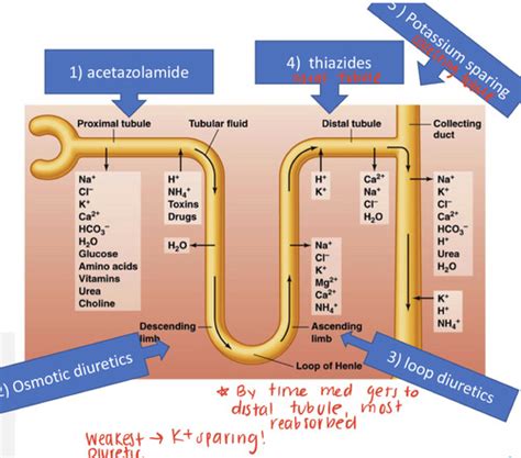 Diuretics Flashcards Quizlet