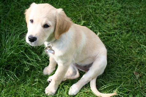 Free Images Puppy Golden Retriever Vertebrate Labrador Retriever