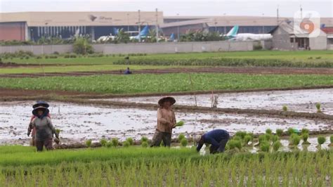 Pemerintah Tambah Alokasi Pupuk Subsidi Rp Triliun Di Siapa