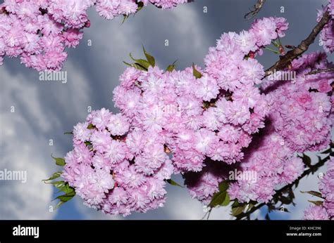 Prunus Kiku Shidare Sakura Hi Res Stock Photography And Images Alamy