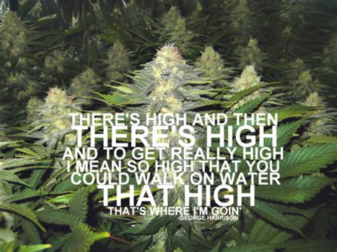 Cute Stoner Quotes Quotesgram