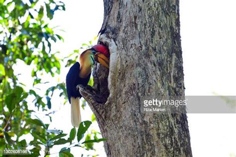 52 Knobbed Hornbill Stock Photos High Res Pictures And Images Getty