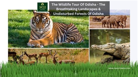 The Wildlife Tour Of Odisha – The Breathtaking Landscapes & Undisturbed ...