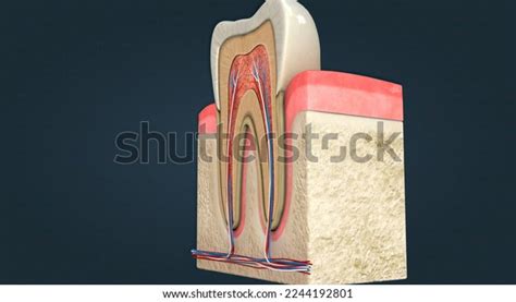 Anatomy Tooth Gums Supporting Structures Surrounding Stock Illustration ...