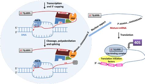 Label Diagram Of Transcription Stirlingiona