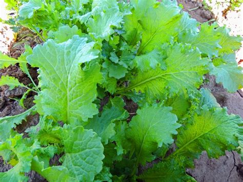 Mustard Greens Brassica juncea 'Green Wave'