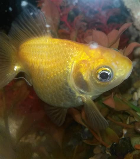 Health What Is This Tufty White Spot On My Goldfishs Head Pets