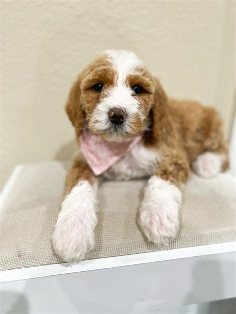 Heartland... - Heartland Goldens and Mini Goldendoodles