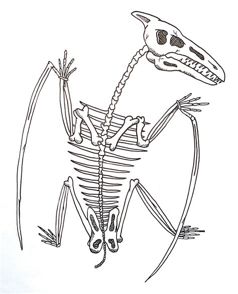 Pterodactyl wingspan was about 2... - Prehistoric Clothing | Facebook