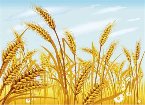 Wheat Vector for Free Download | FreeImages