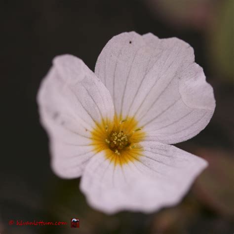 Het Virtuele Herbarium 615 Drijvende Waterweegbree Luuk