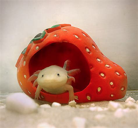 Endangered Species Spotlight: Axolotl | Featured Creature