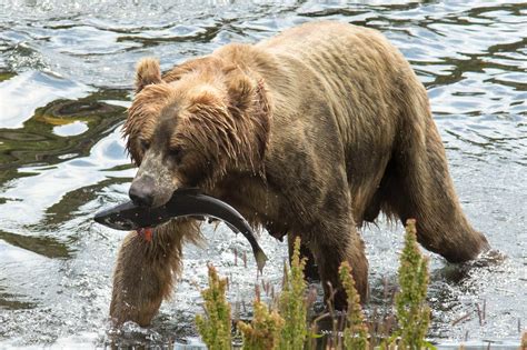 Free picture: female, brown bear, sow, fresh, fish, catch