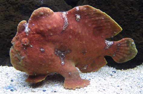 About the Frogfish - Frog Fish