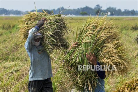 Sejumlah Daerah Di Karawang Memasuki Musim Panen Padi Republika Online