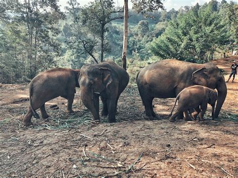 Elephant Jungle Sanctuary in Chiang Mai | The Traveler Abroad