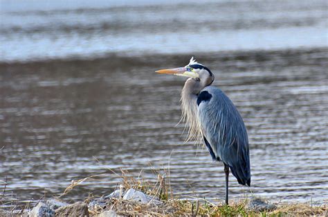 Definitive Guide To Great Blue Heron Facts Habitat Conservation