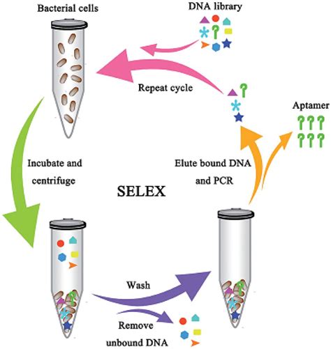 Frontiers Aptamer Based Technologies In Foodborne Pathogen Detection