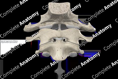 Apical Ligament of Dens | Complete Anatomy