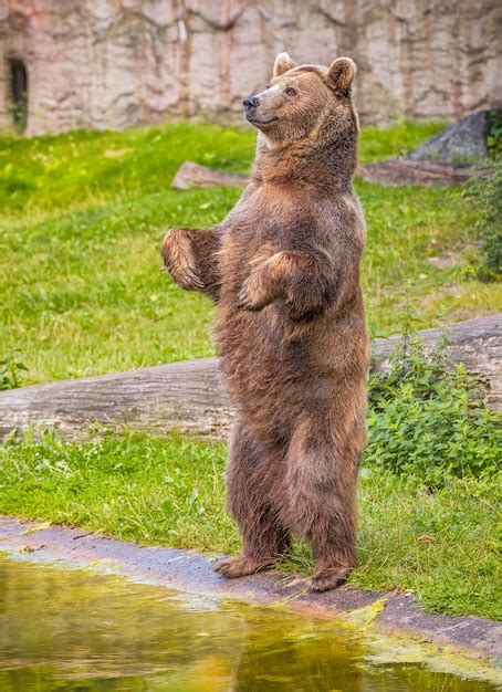 Oso Pardo De Pie Sobre Sus Patas Traseras Foto Premium