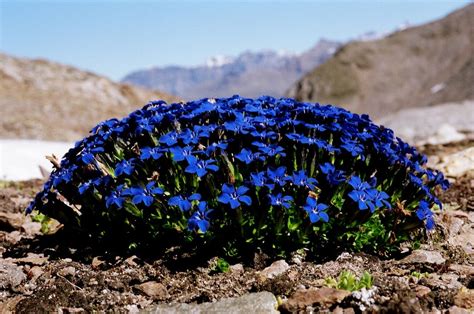 GENTIANA VERNA Genziana primaverile Frühlings Enzian Gentiane