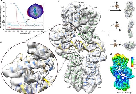 Data Quality Overall View Of Model And Cryo Em Map Fit For The