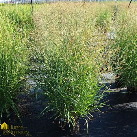 Panicum Virgatum Heavy Metal Switchgrass From Home Nursery