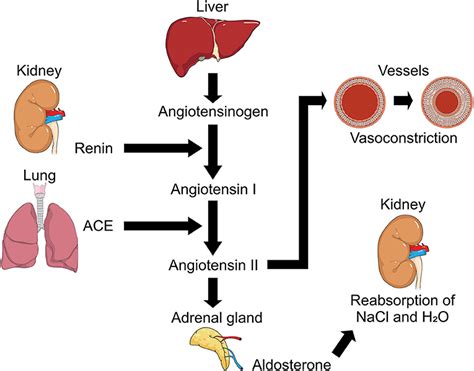 Liver enzymes range chart. Liver Enzyme Range Chart: Understanding ...